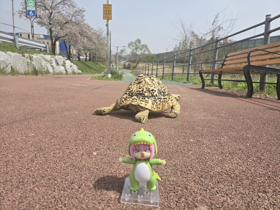 (스압주의)레오파드 육지거북이 골드 대리고 산책 나왔습니다._38.jpg