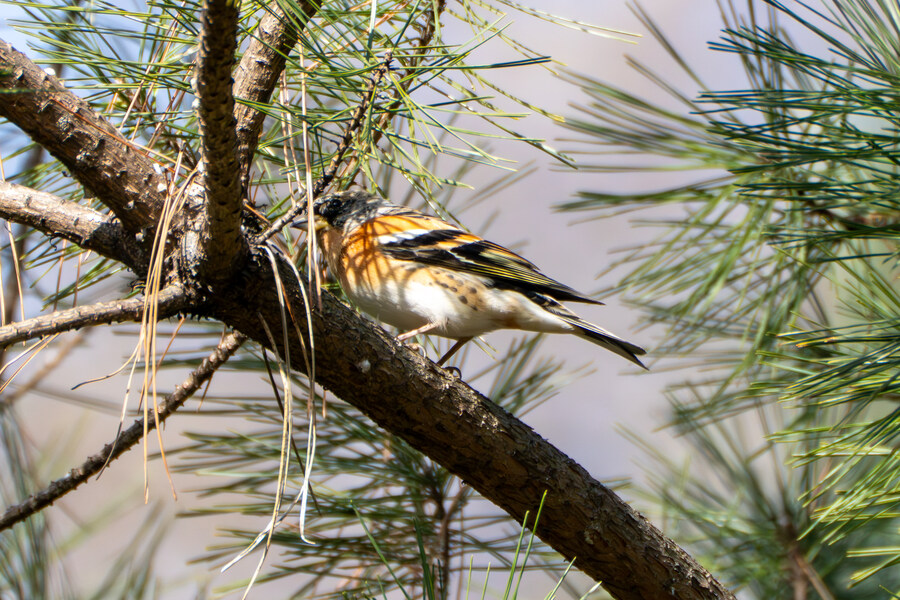 3월달, 선정릉과 탄천 탐조_12.jpg