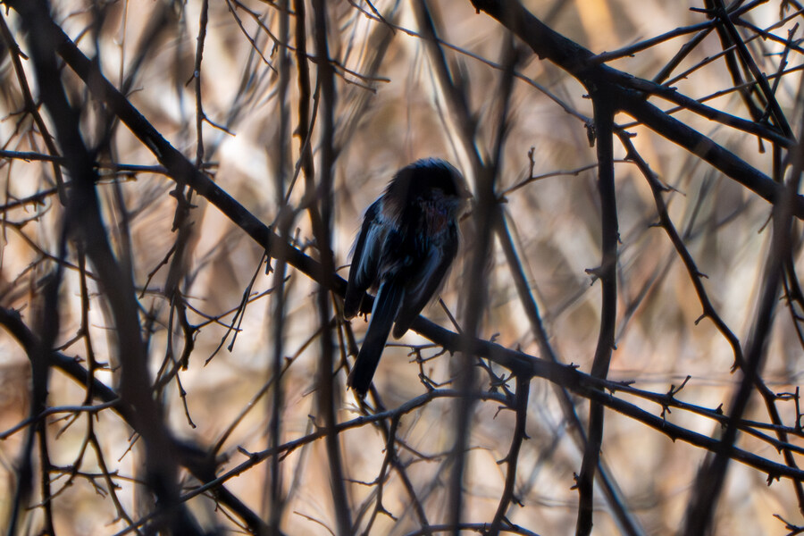 3월달, 선정릉과 탄천 탐조_10.jpg