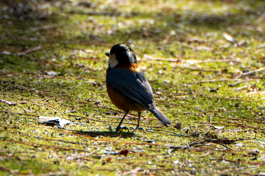 3월달, 선정릉과 탄천 탐조_14.jpg