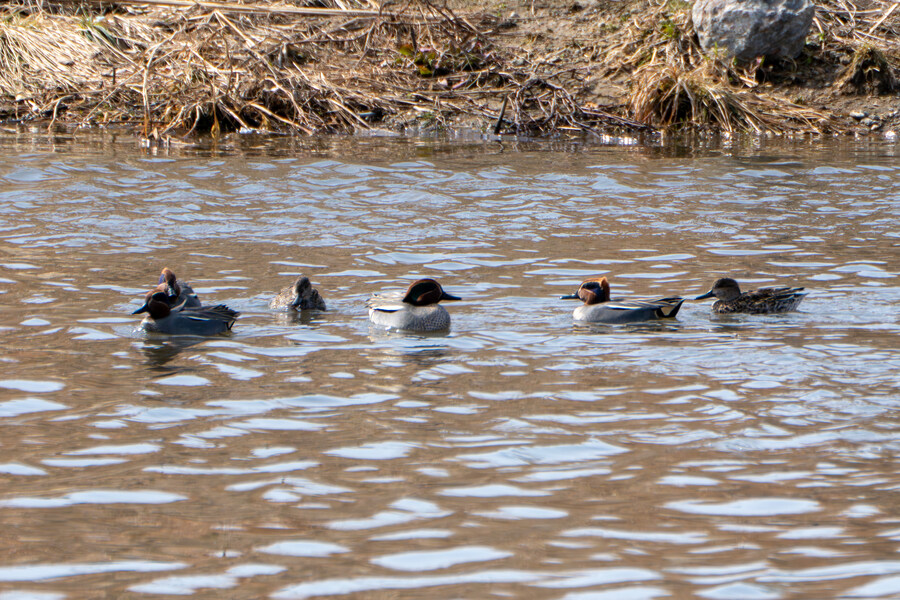 3월달, 선정릉과 탄천 탐조_34.jpg