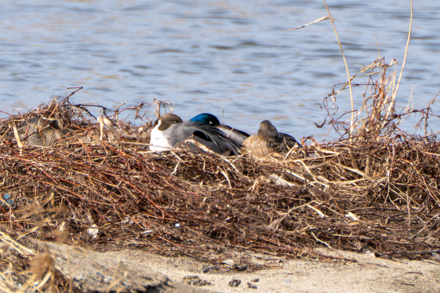 3월달, 선정릉과 탄천 탐조_35.jpg