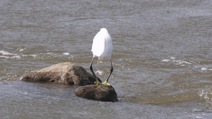 3월달, 선정릉과 탄천 탐조_40.webp