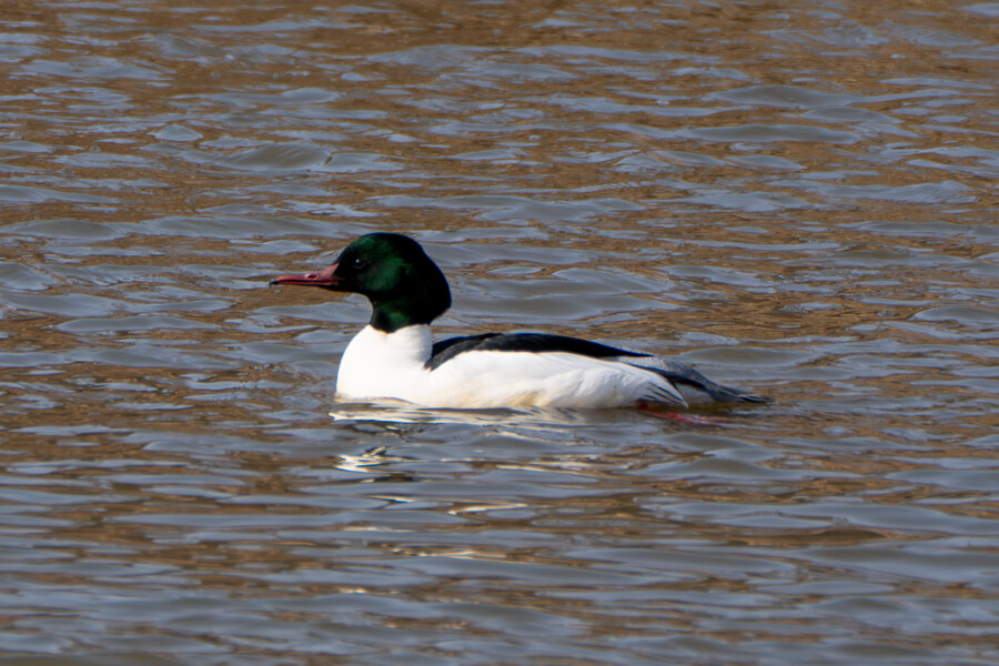 3월달, 선정릉과 탄천 탐조_42.jpg