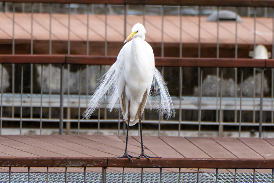 3월달, 선정릉과 탄천 탐조_54.jpg