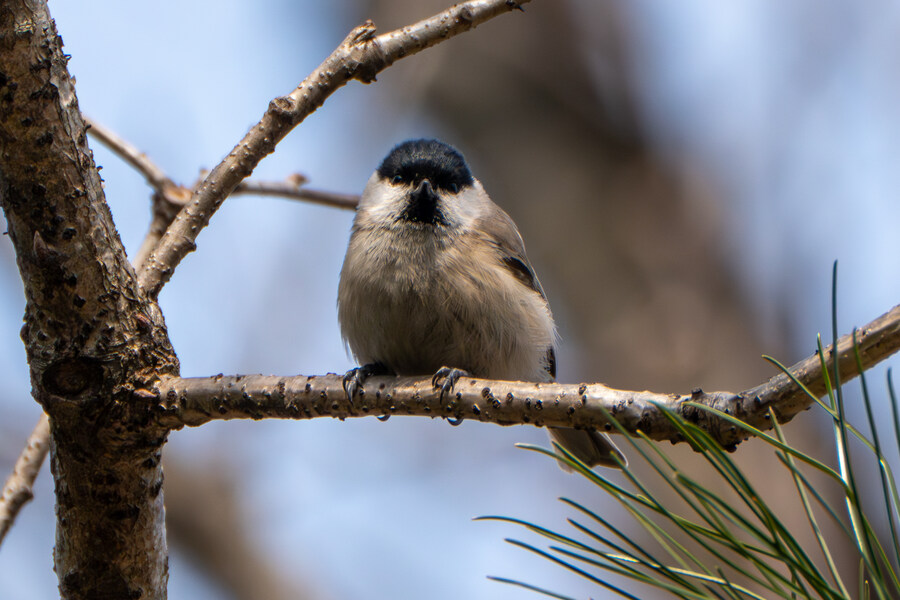 3월, 동구릉 탐조_3.jpg