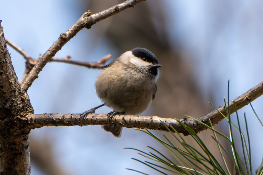 3월, 동구릉 탐조_4.jpg
