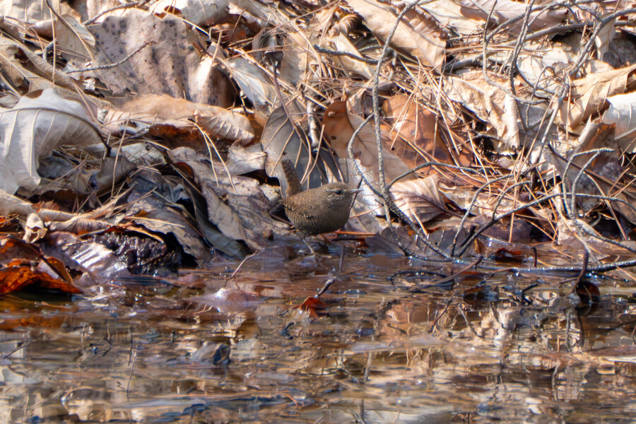 3월, 동구릉 탐조_8.jpg