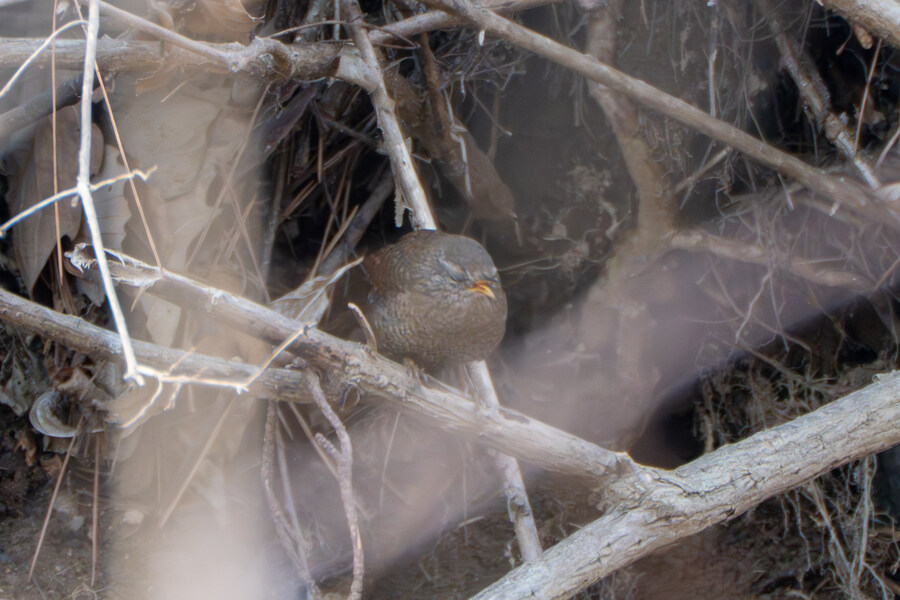 3월, 동구릉 탐조_11.jpg