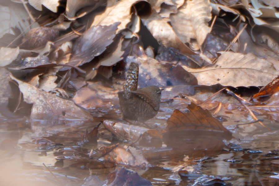 3월, 동구릉 탐조_13.jpg