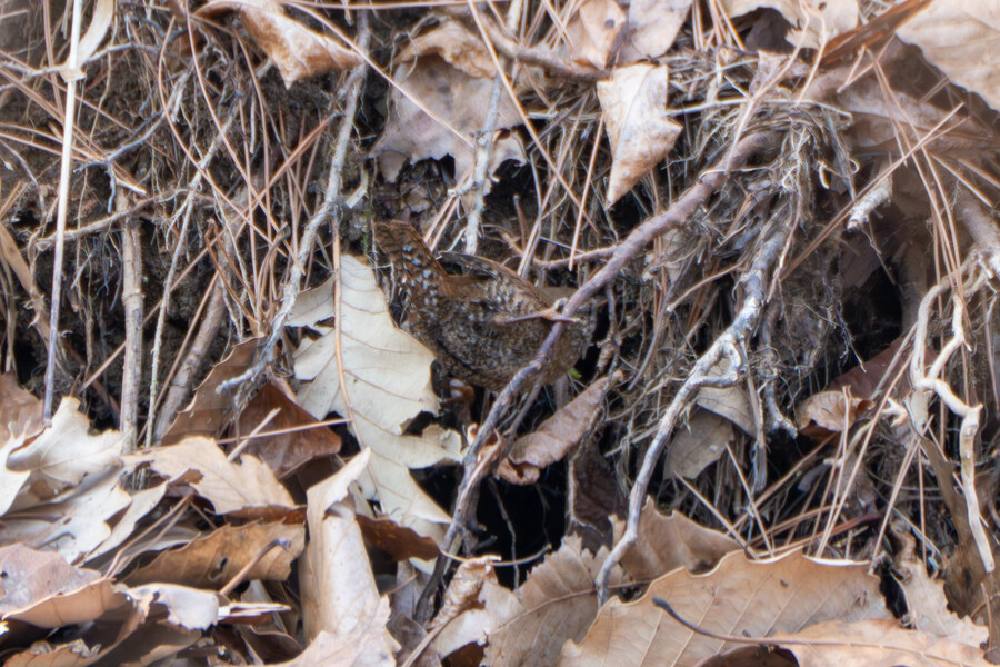 3월, 동구릉 탐조_14.jpg