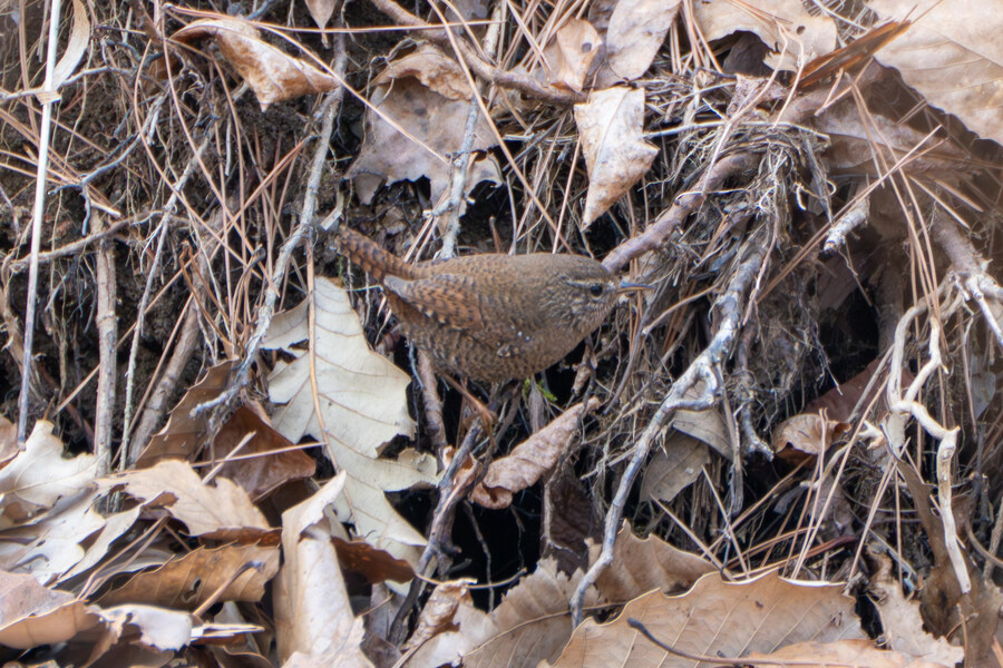 3월, 동구릉 탐조_15.jpg