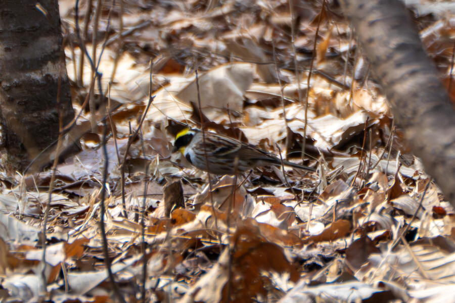 3월, 동구릉 탐조_17.jpg