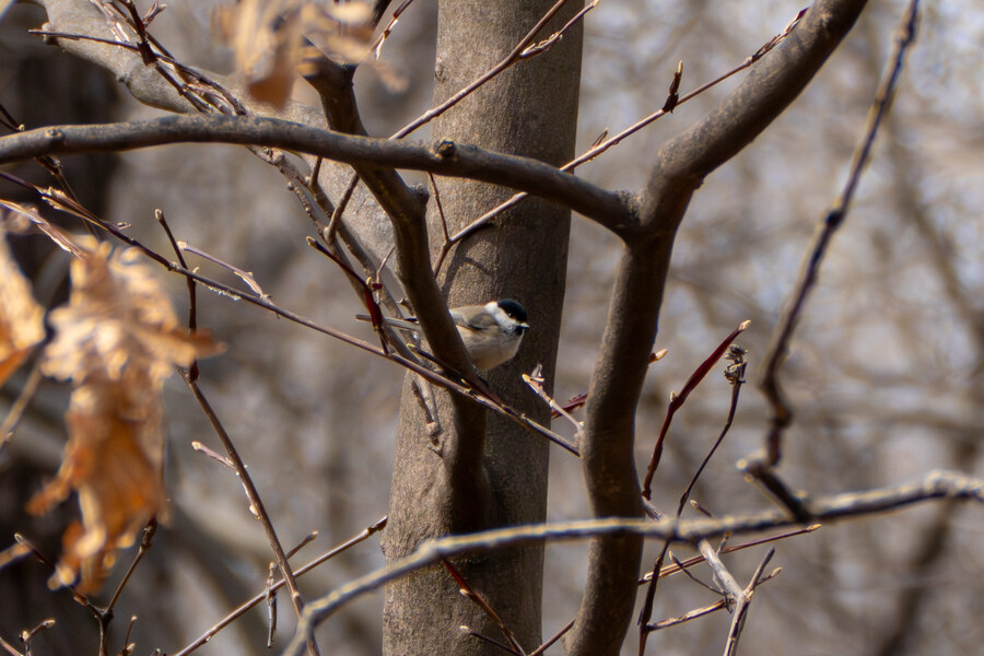 3월, 동구릉 탐조_18.jpg