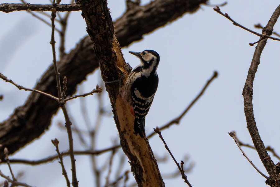 3월, 동구릉 탐조_24.jpg