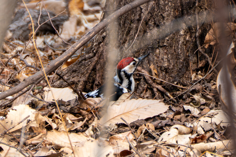 3월, 동구릉 탐조_25.jpg