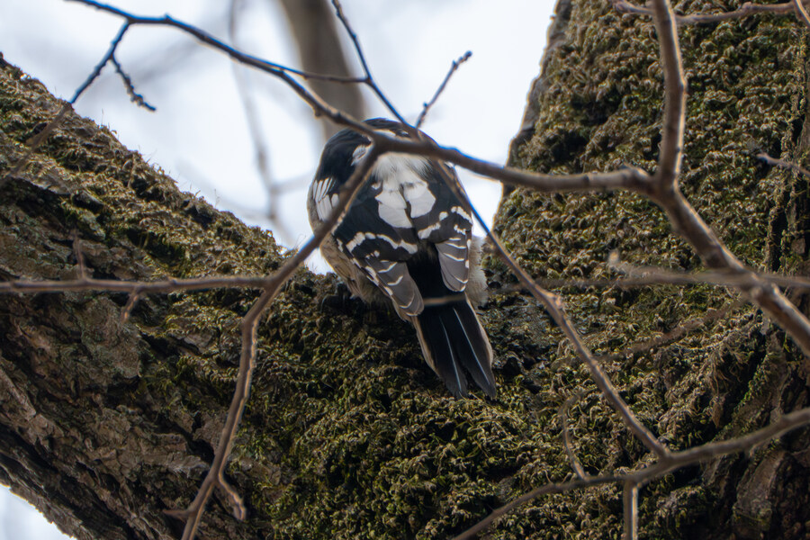 3월, 동구릉 탐조_27.jpg