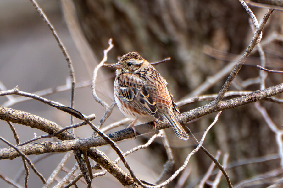 3월, 동구릉 탐조_35.jpg