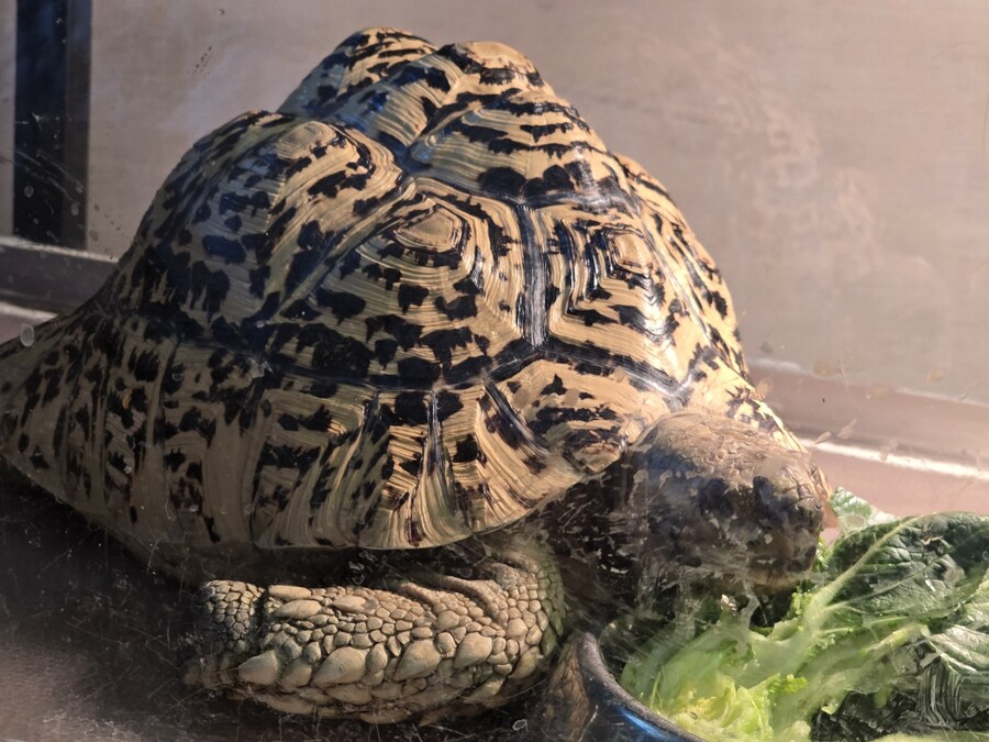 거북이 전용 유모차_9.jpg