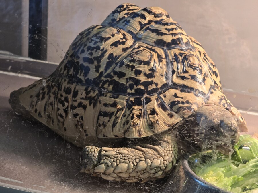 거북이 전용 유모차_10.jpg