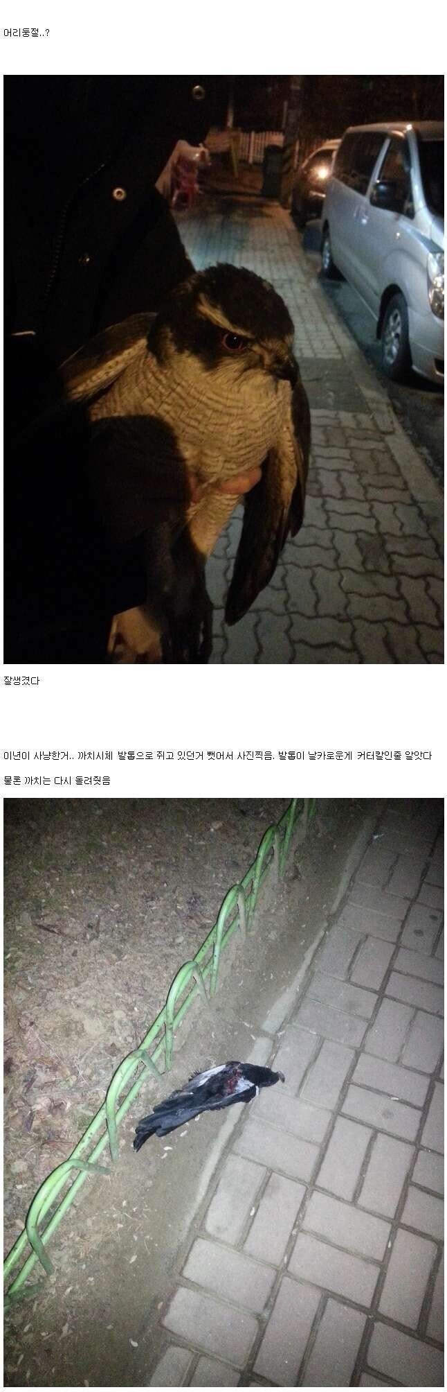 길 가다가 부엉이 주운 디시인_3.jpg