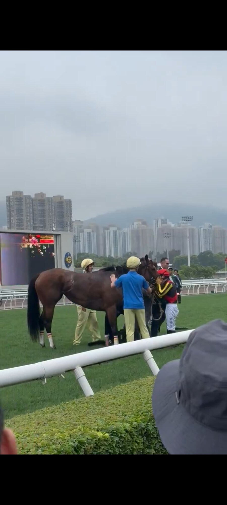 경마) 예전부터 생각한거지만 바로 안락사 시키는거 진짜 너무 안타깝네_1.jpg