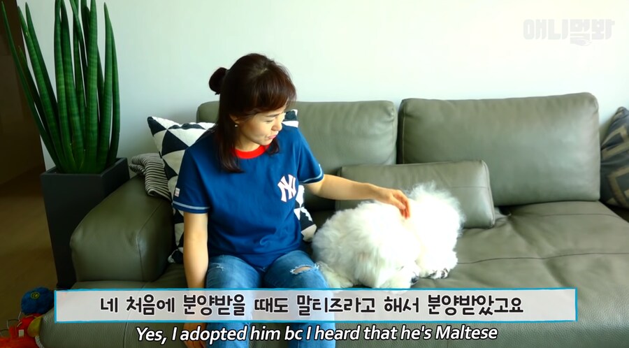 엄청난 화제였던 몰티즈.gif_2.png