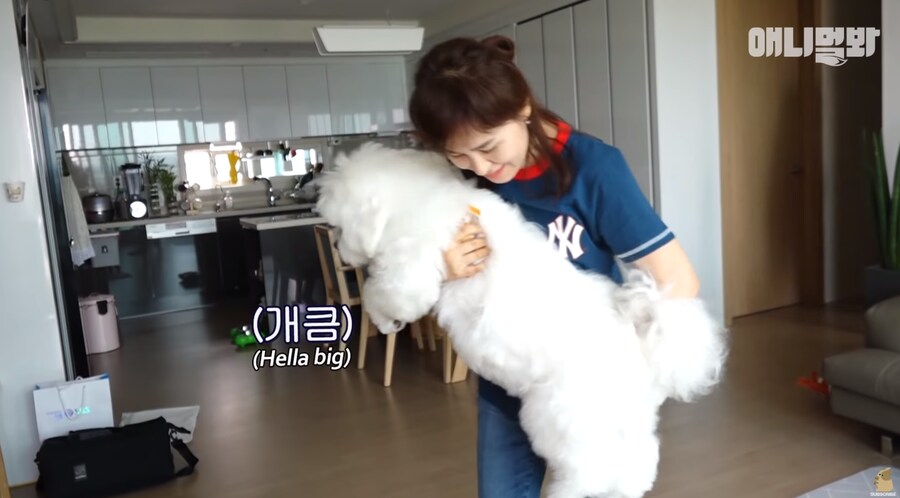 엄청난 화제였던 몰티즈.gif_5.png