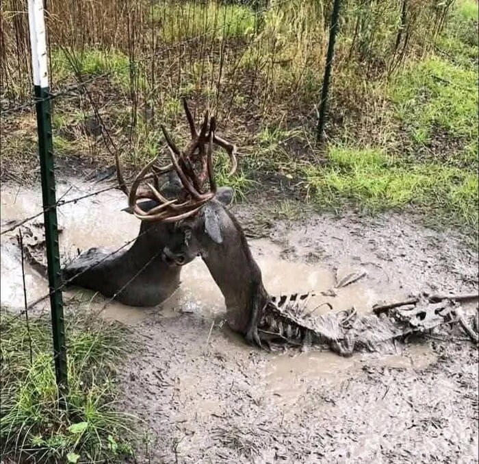 사슴) 두 수컷의 죽음_1.png