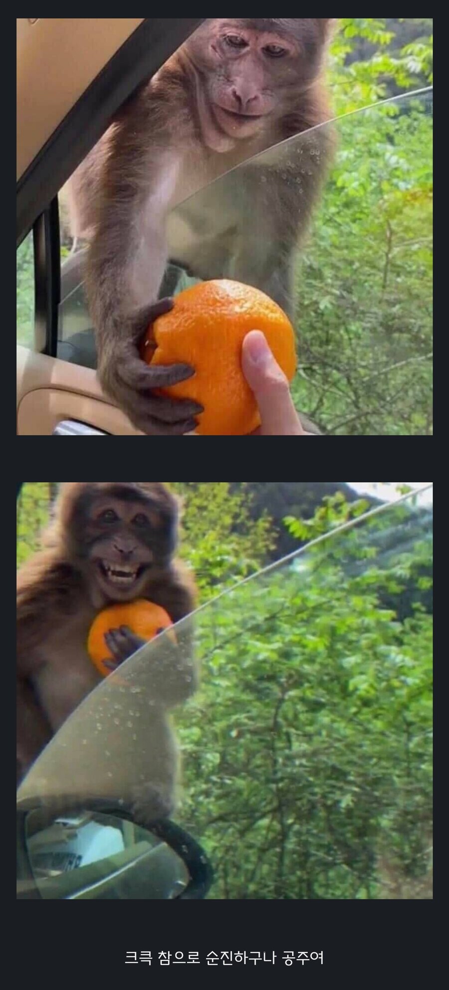 원숭이 아저씨의 대모험_65.jpg