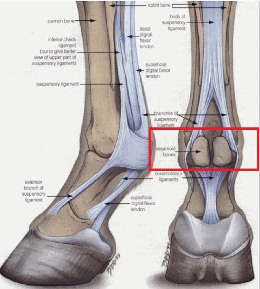 말딸,경마)그저께 일어난 21세기 일본 경마 최악의 참사에 대해 알아보자_4.png