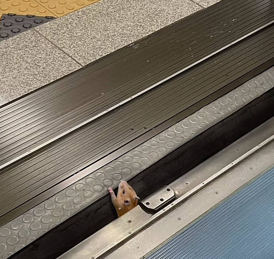 슈크림 도어가 열립니다. 발빠진 쥐 발빠진 쥐 발빠진 쥐_1.jpg