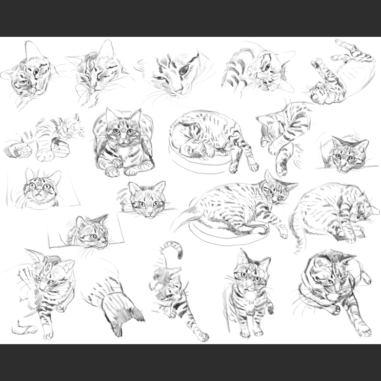 우리집 고등어고양이 보고가셈_10.png