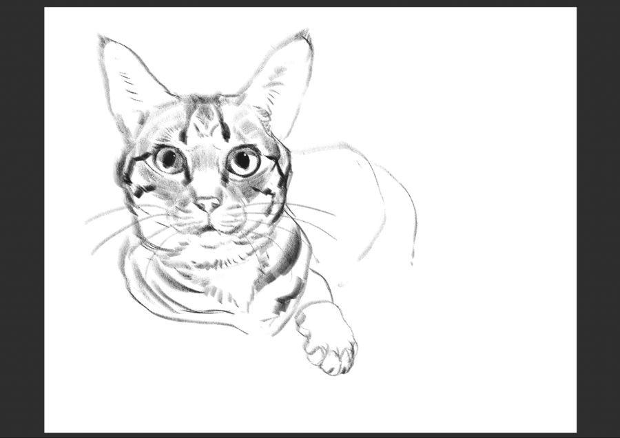 우리집 고등어고양이 보고가셈_8.jpg