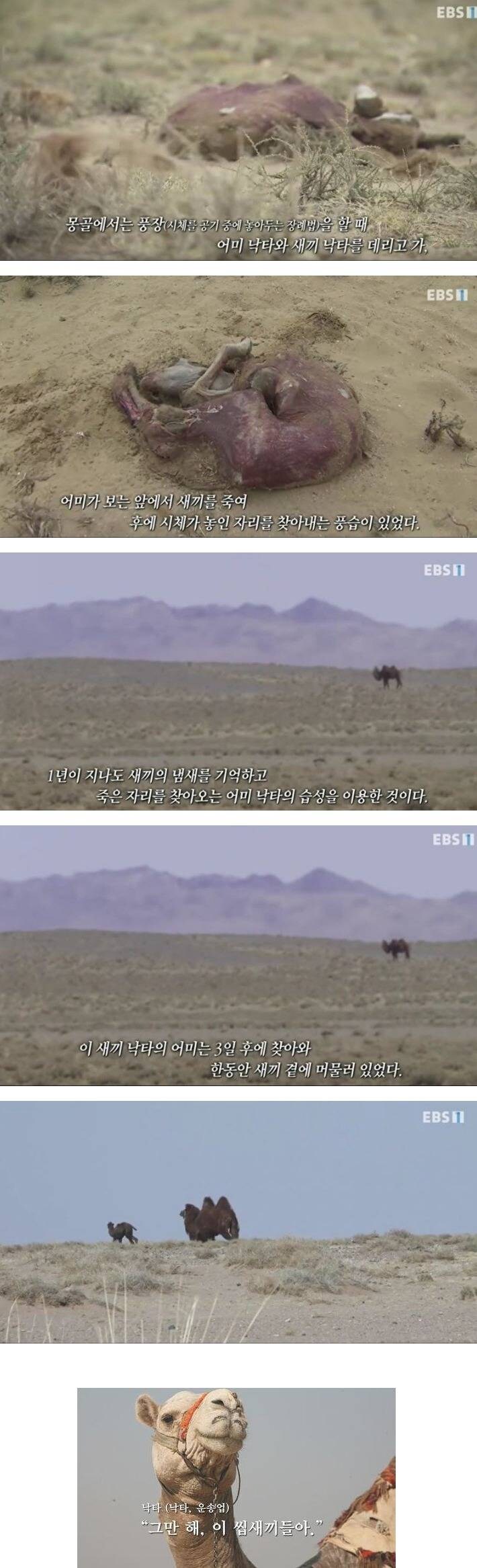 몽골에서 풍장할 때 시체 위치를 기억하는 법.jpg