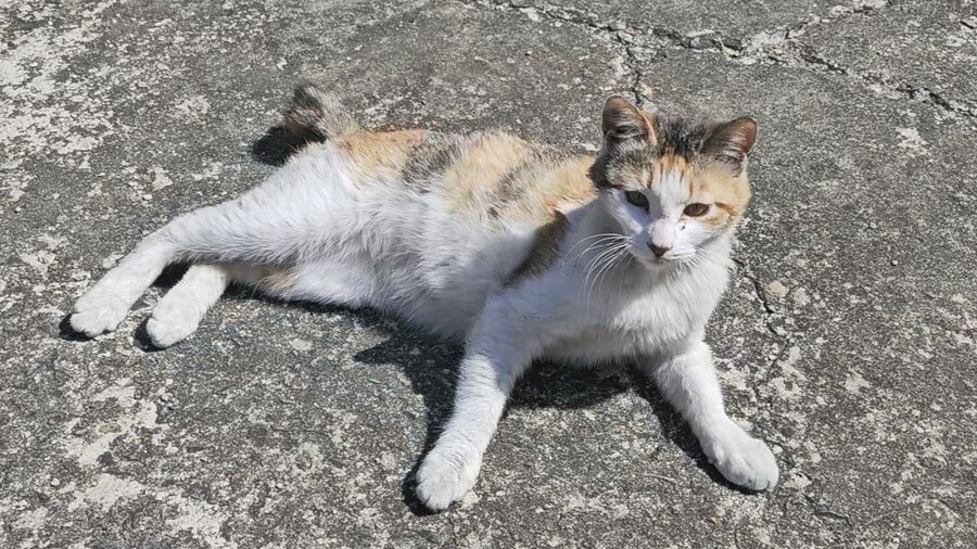 외갓집 마당냥이_1.jpg