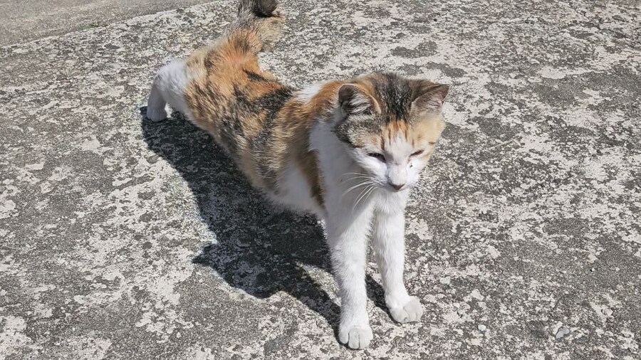 외갓집 마당냥이_2.jpg