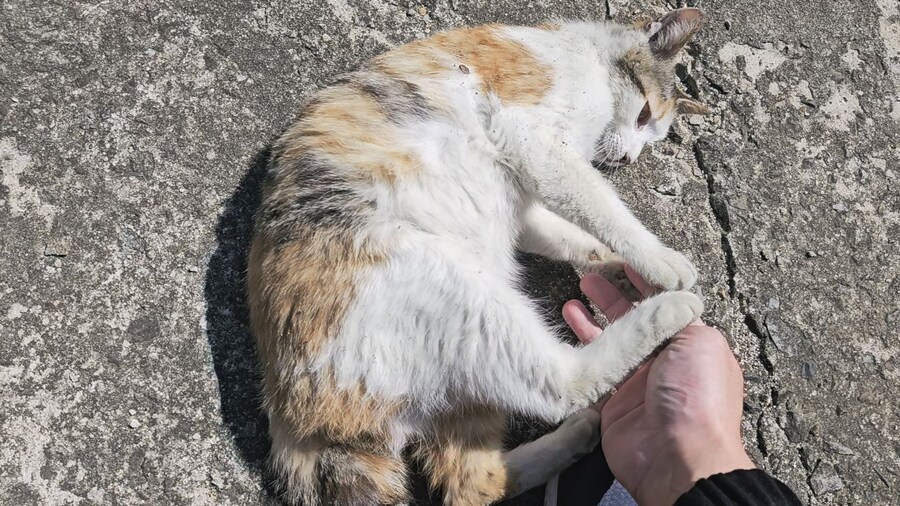 외갓집 마당냥이_3.jpg