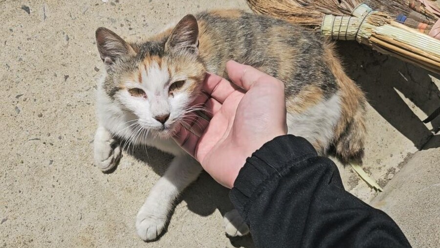 외갓집 마당냥이_4.jpg