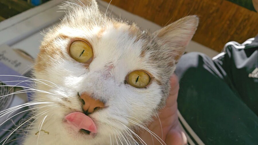 외갓집 마당냥이_10.jpg