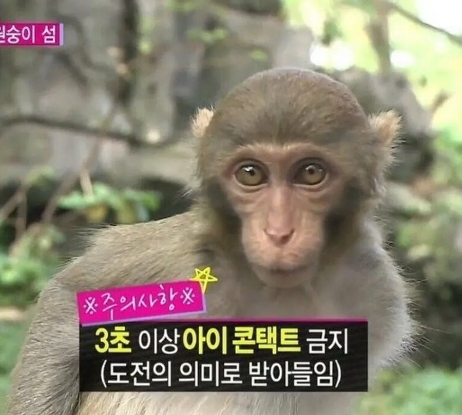 원숭이랑 3초 이상 눈 마주치면 생기는 일.jpg_1.webp