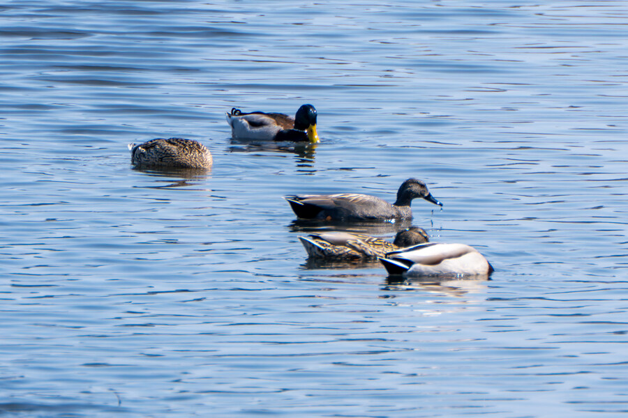 뒤늦게 올리는 강릉 탐조_6.jpg
