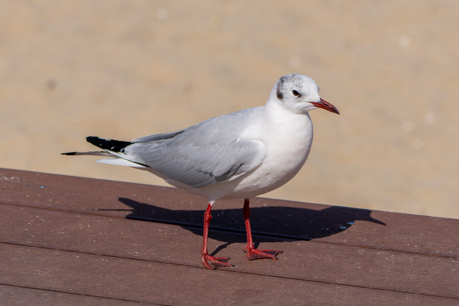 뒤늦게 올리는 강릉 탐조_13.jpg