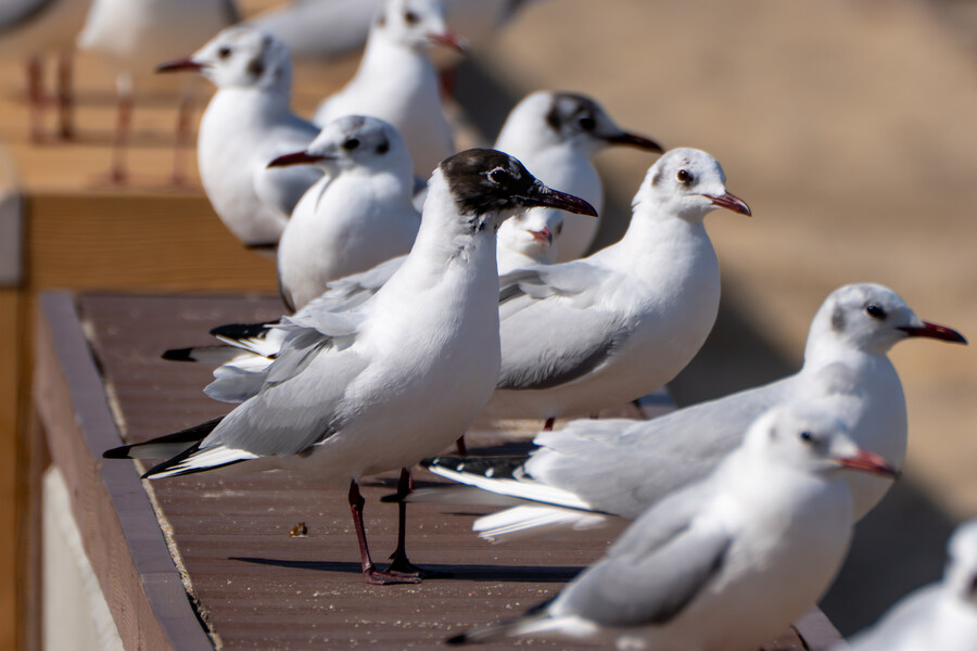 뒤늦게 올리는 강릉 탐조_15.jpg