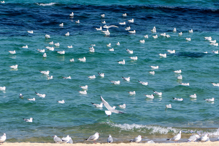 뒤늦게 올리는 강릉 탐조_16.jpg
