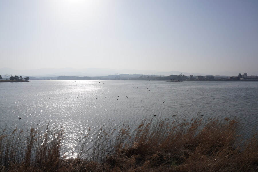 뒤늦게 올리는 강릉 탐조_19.jpg