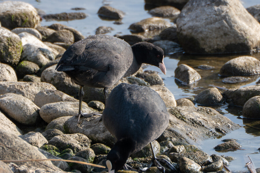 뒤늦게 올리는 강릉 탐조_20.jpg