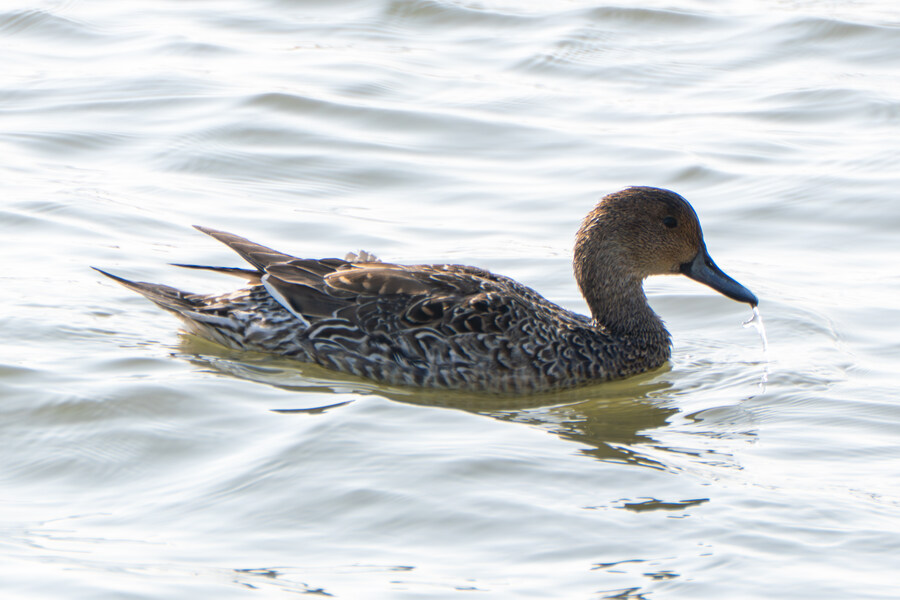 뒤늦게 올리는 강릉 탐조_24.jpg