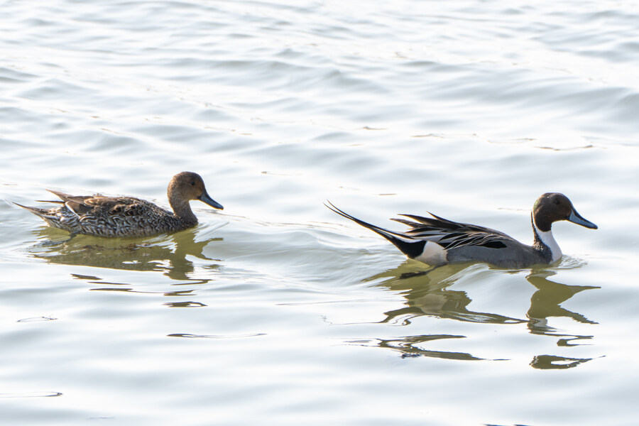 뒤늦게 올리는 강릉 탐조_25.jpg