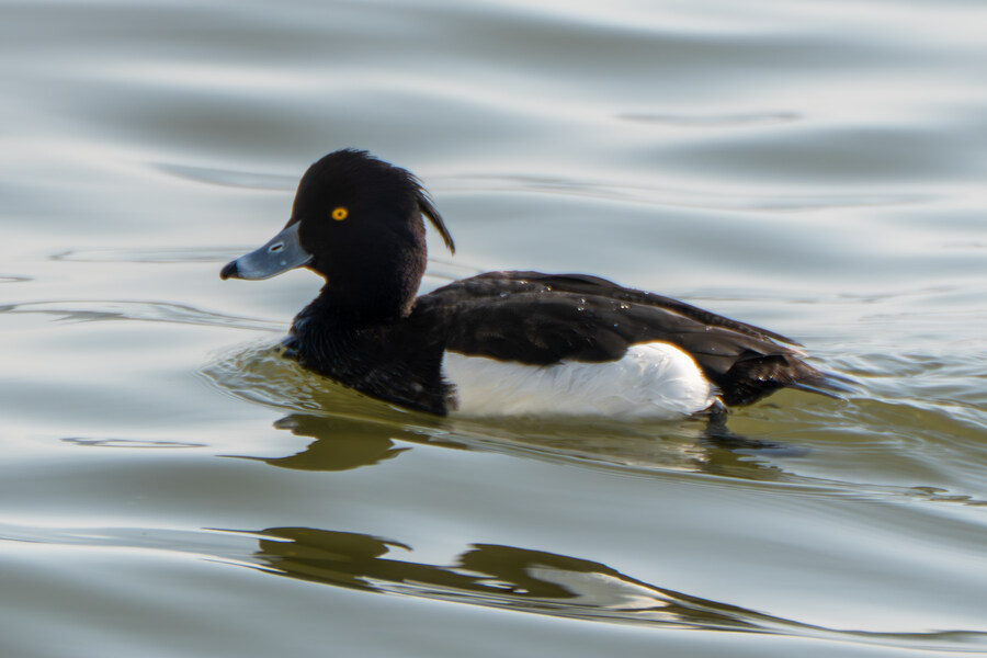 뒤늦게 올리는 강릉 탐조_22.jpg